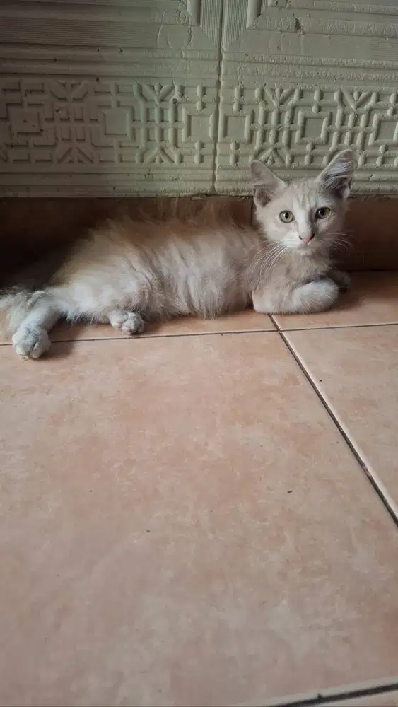 Kitten anggora mix Persia