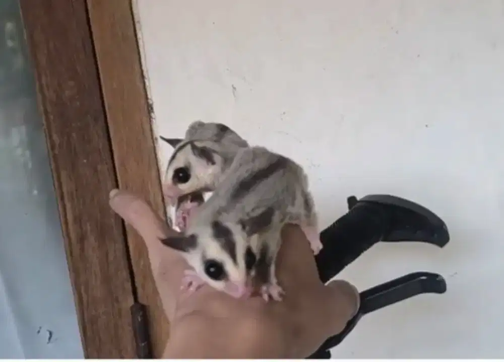 Sugar glider wf Sepasang