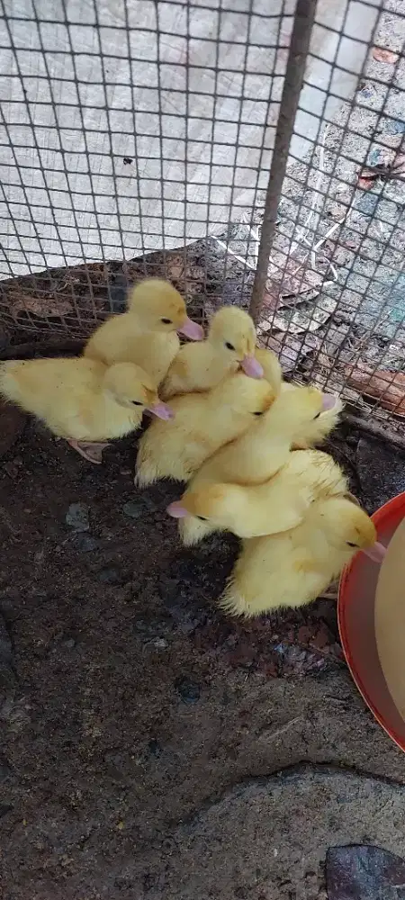 Anak bebek entok jumbo