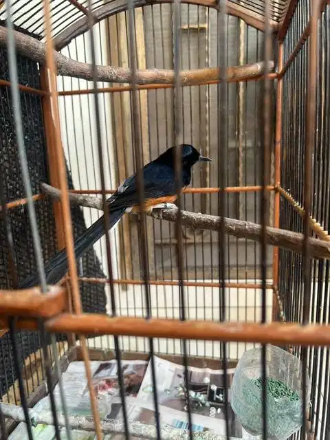 Burung Murai MH jantan bunyi bulu mulus (Minus Kuku Kaki)