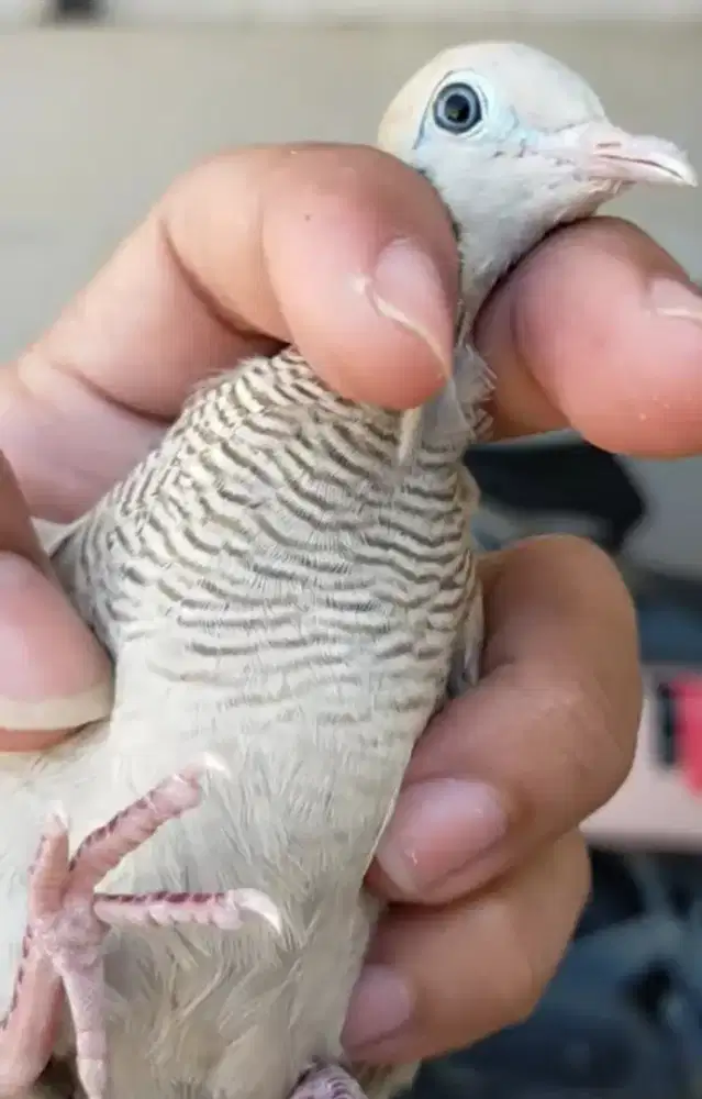 Mega mendung kalung tempuk