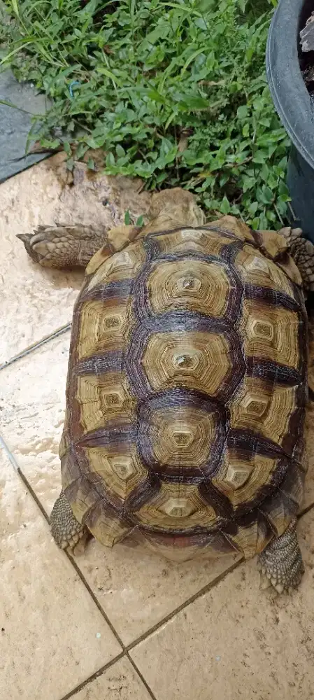 Kura-kura Sulcata