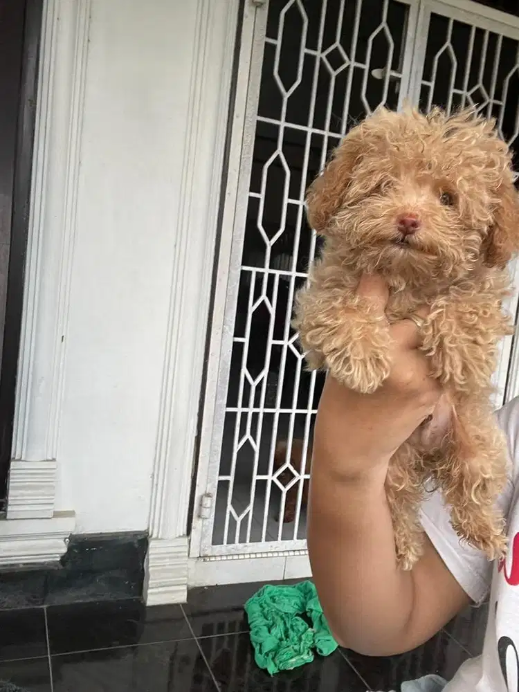 anakan poodle apricot