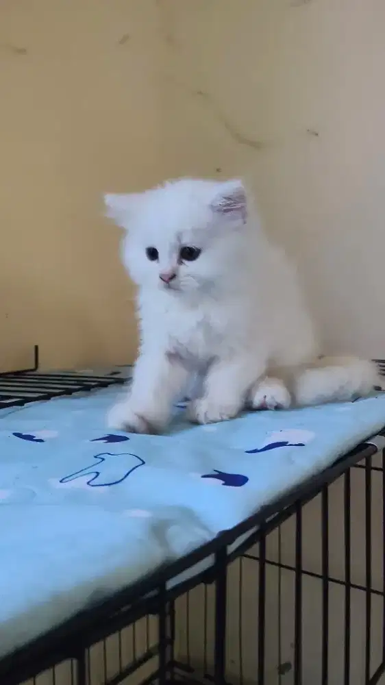 Lepas Adopsi Kitten 1,5 bulan