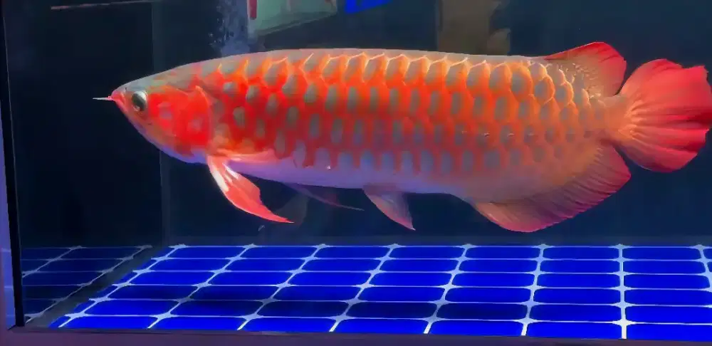 Arwana super red 58cm serti chip lengkap
