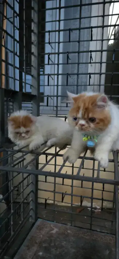 Jual kucing peaknose sepasang