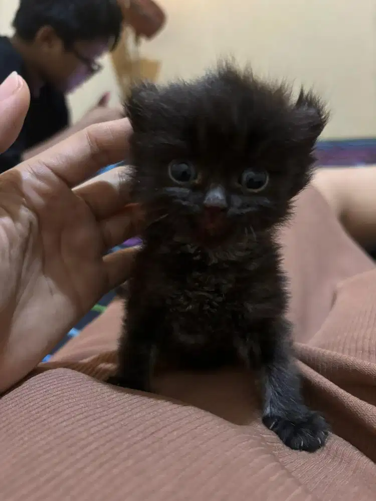 Kitten 1bulan LA sepasang edisi induk lg hamil lagi