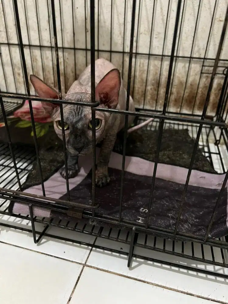 Kucing Sphynx indukan