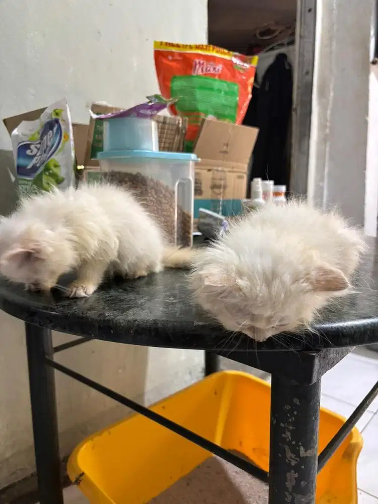 Open adopt kitten himalaya x peaknose