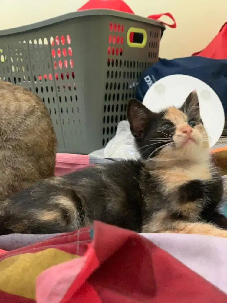 Kucing Kitten Persia Medium