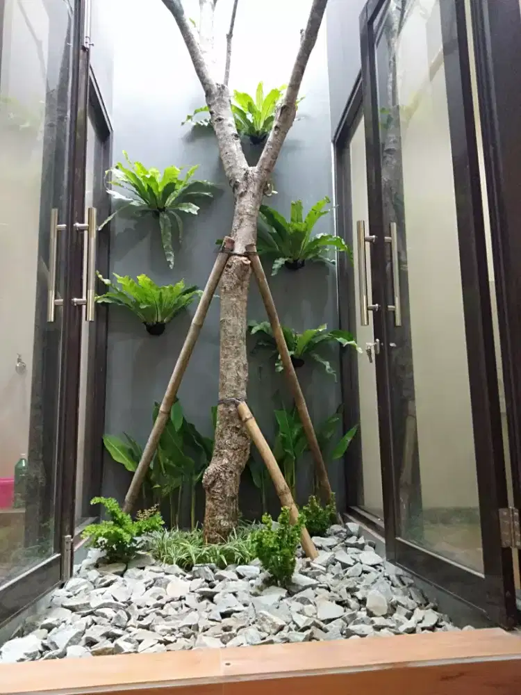 Pohon Kamboja fosil
