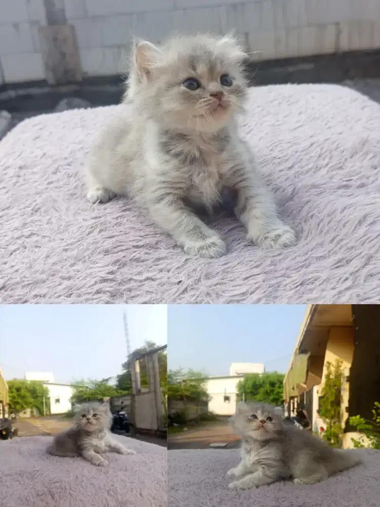 Kitten Persia Longhair