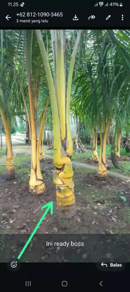 Pohon kelapa kuning dan hijau