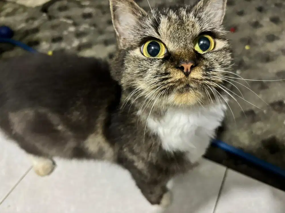 Kucing Jantan dan Betina