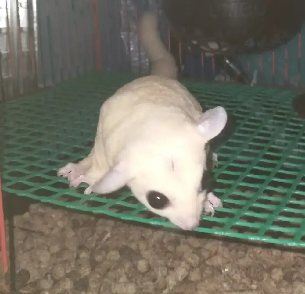 Sugar Glider Leucistic (Indukan)