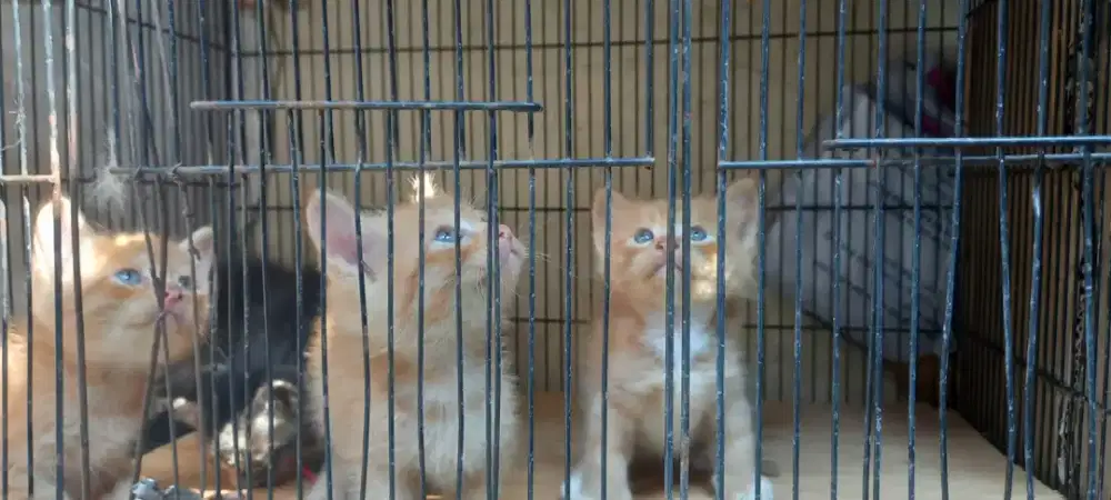 Kucing Persia medium