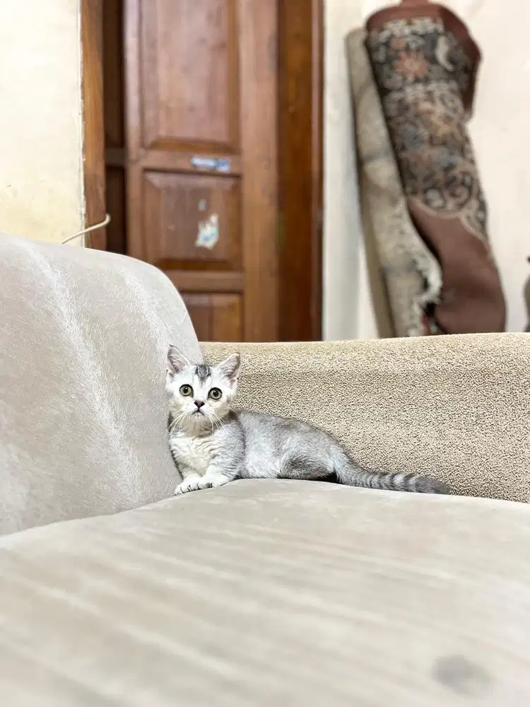 Kitten munchkin british shorthair bsh kucing