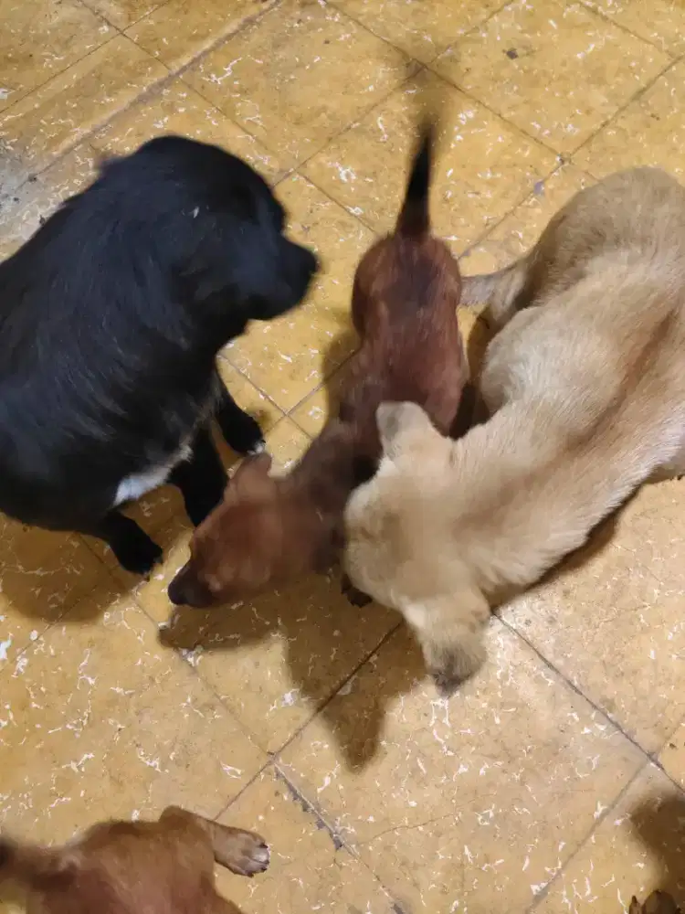 Anak anjing campuran