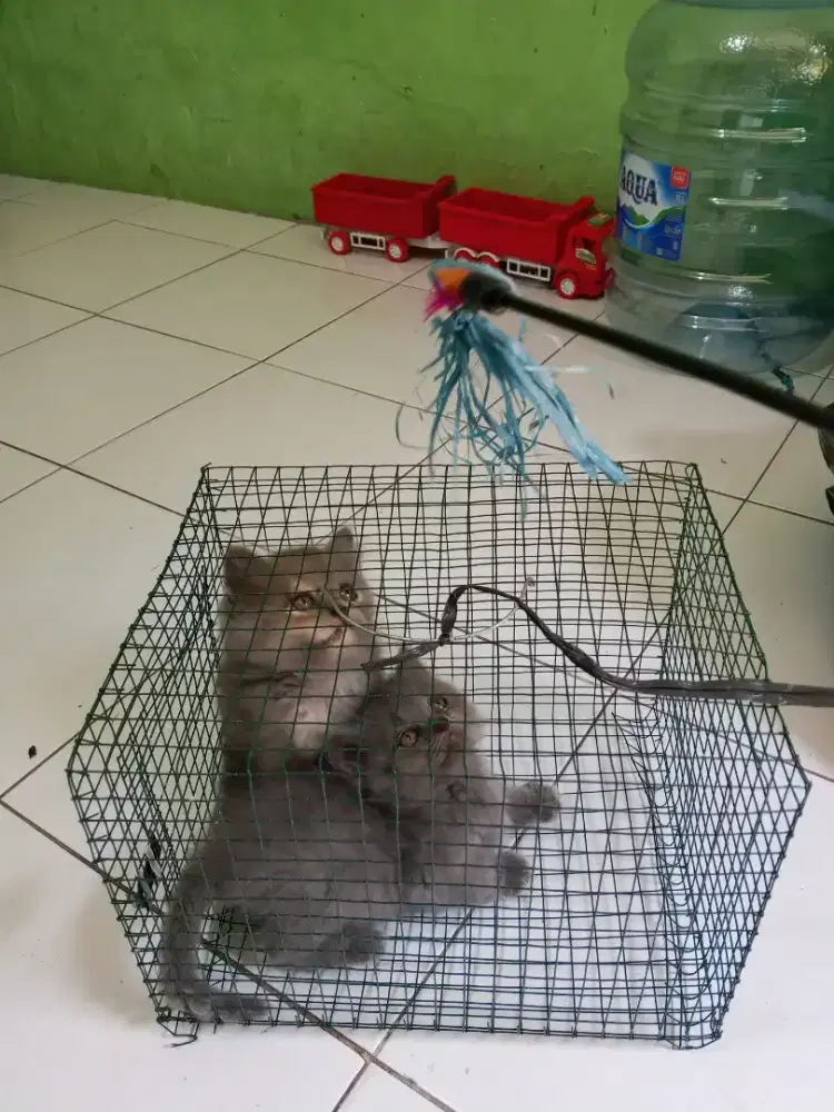 Kucing Persia abu