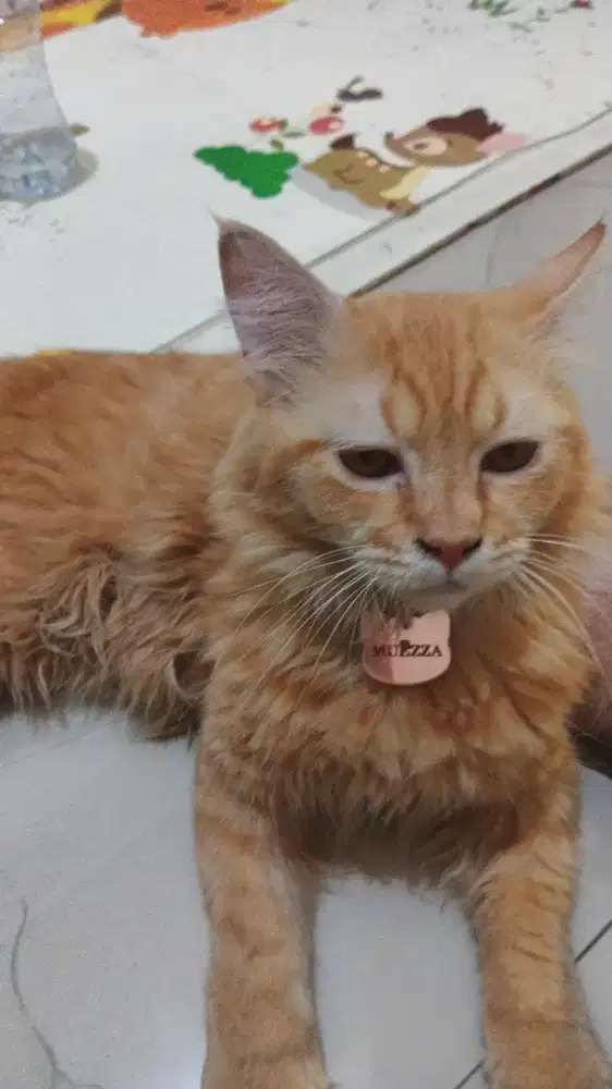 kucing anggora jantan