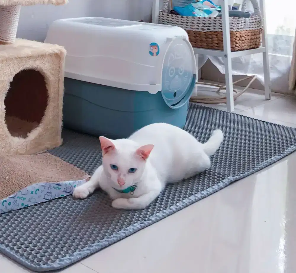 Free Adopt , umur 2 tahun, khusus yang suka dan niat pelihara