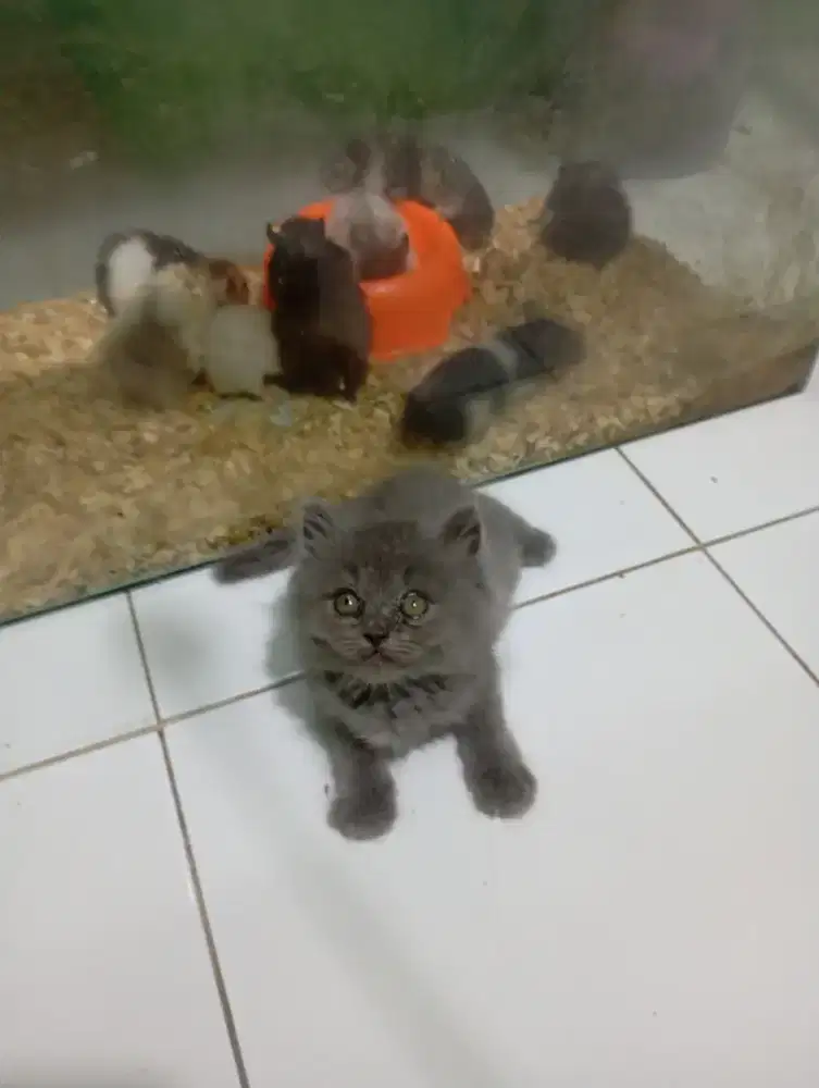 Kucing Persia bulu kapas