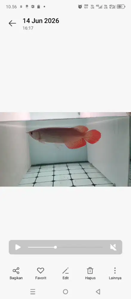 Arwana Super Red 25cm
