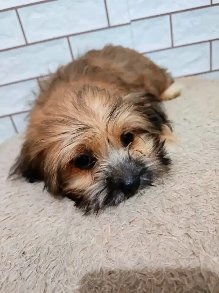Anak anjing shitzu usia 3 BLN