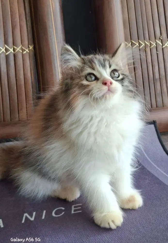 Kitte Persia Calico
