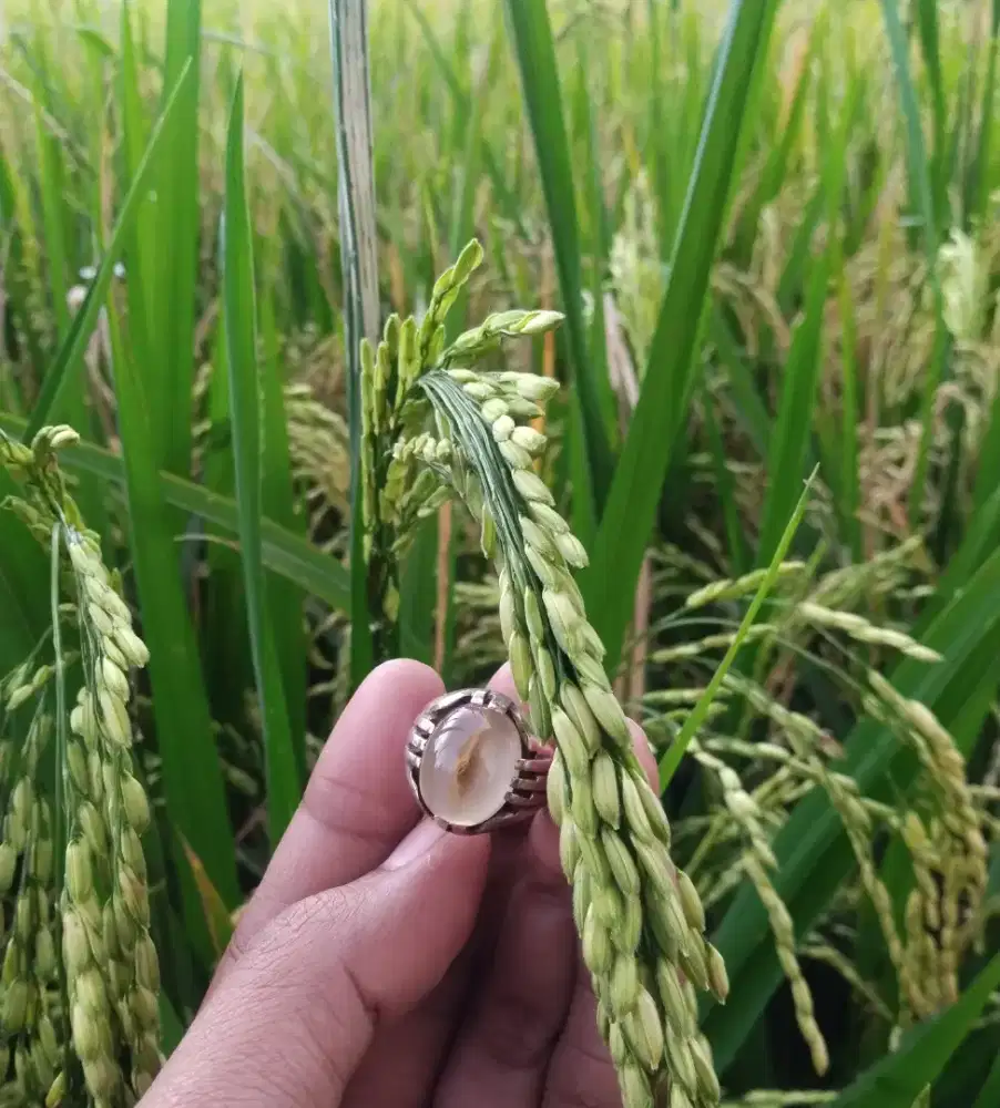 Batu akik combong putih serambut alami