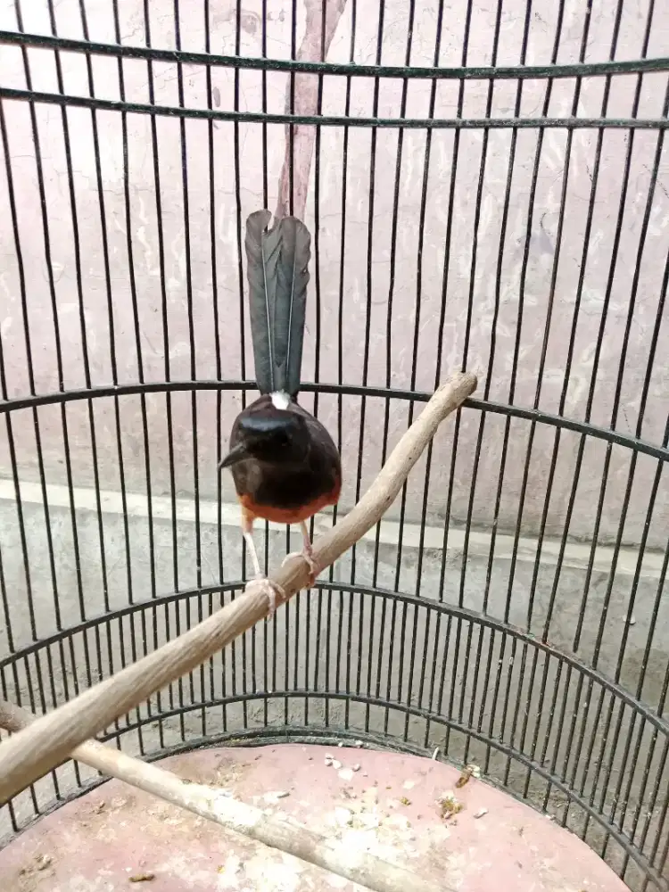 Murai mulus sehat