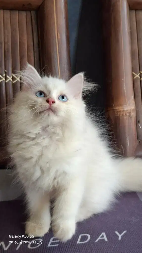 Kitten Persia White Solid