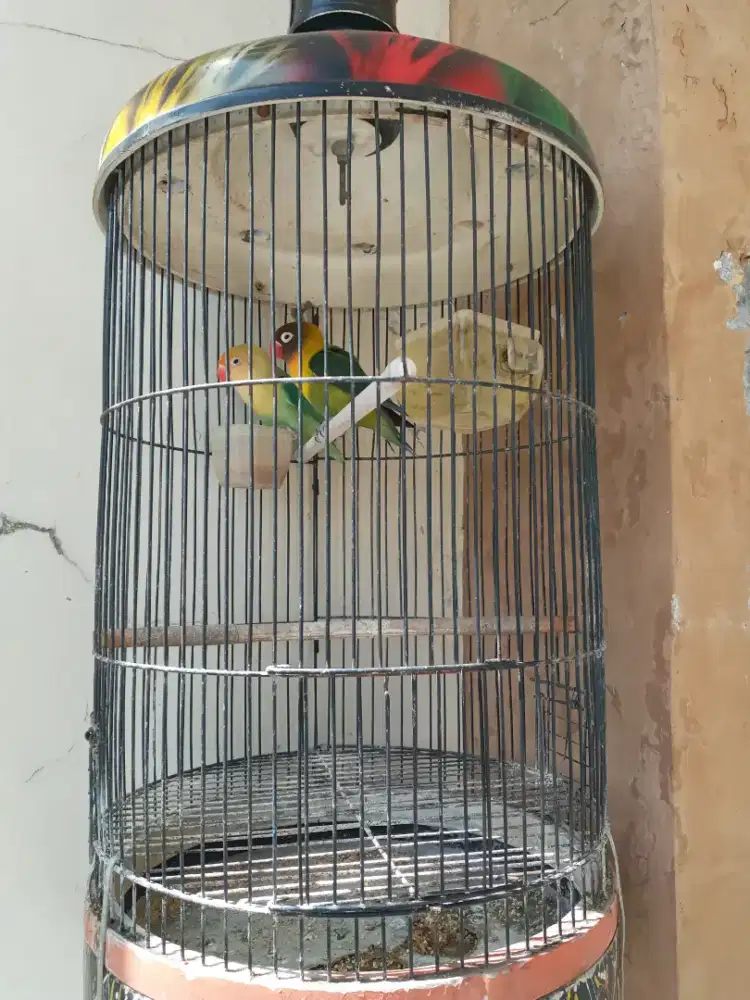 Burung Lovebird