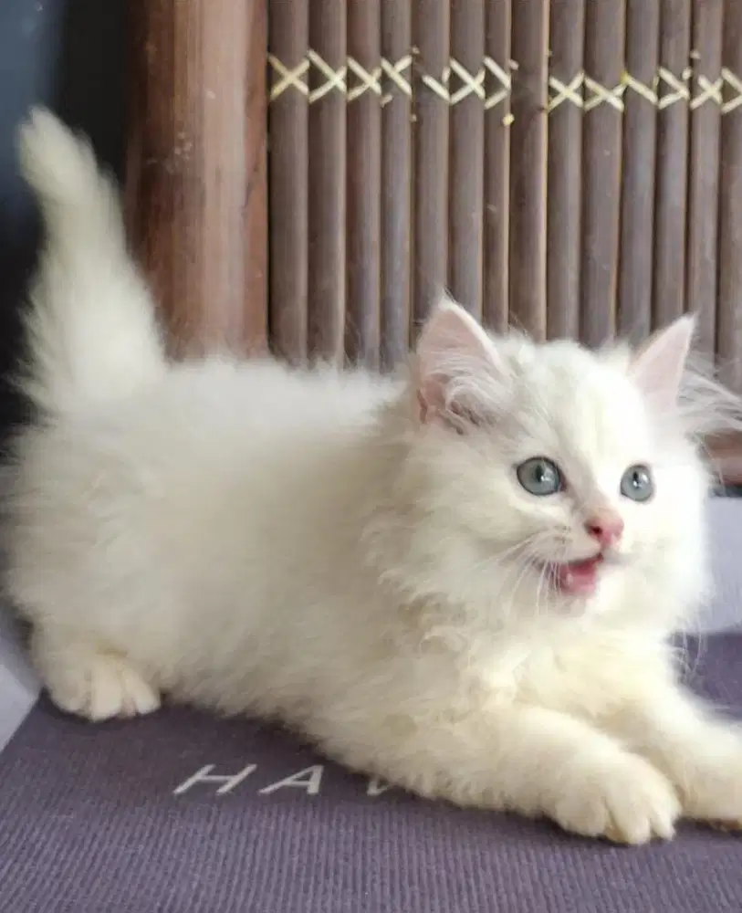 Kitte Persia Red Point