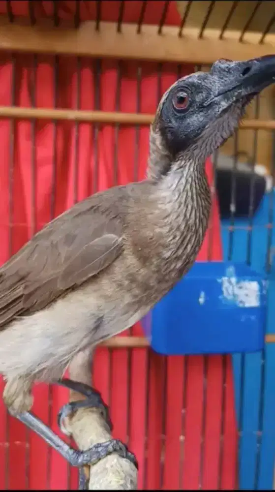 Burung cucak timur gacor