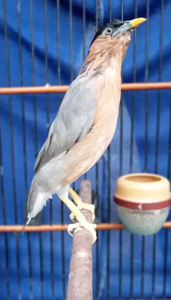 Burung jalak india gacor