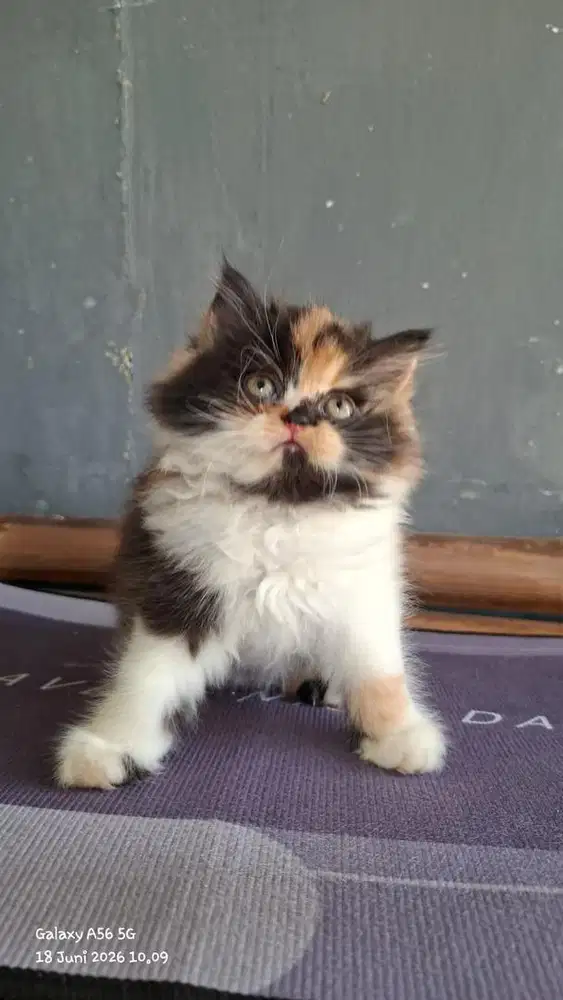 Kitten Persia 2,5 bln