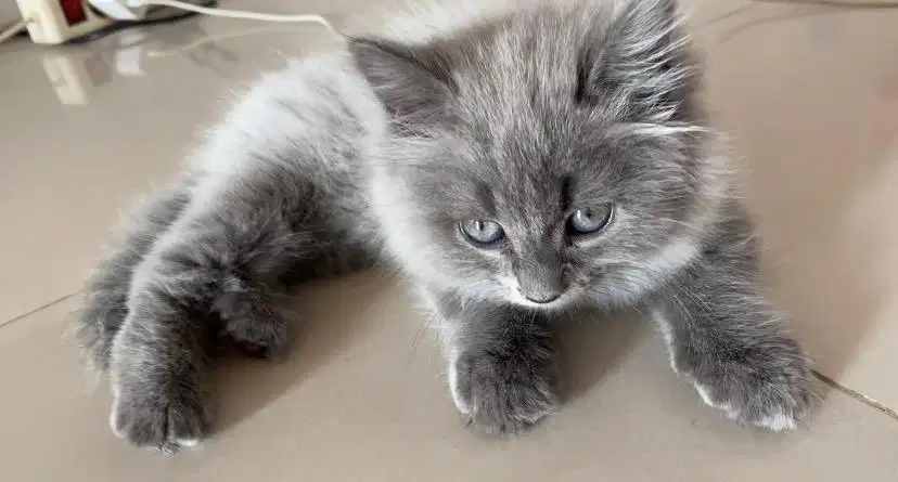 BSH x Persia Medium