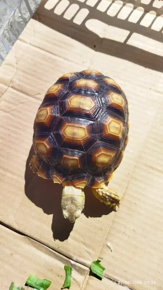 Kura Darat Sulcata