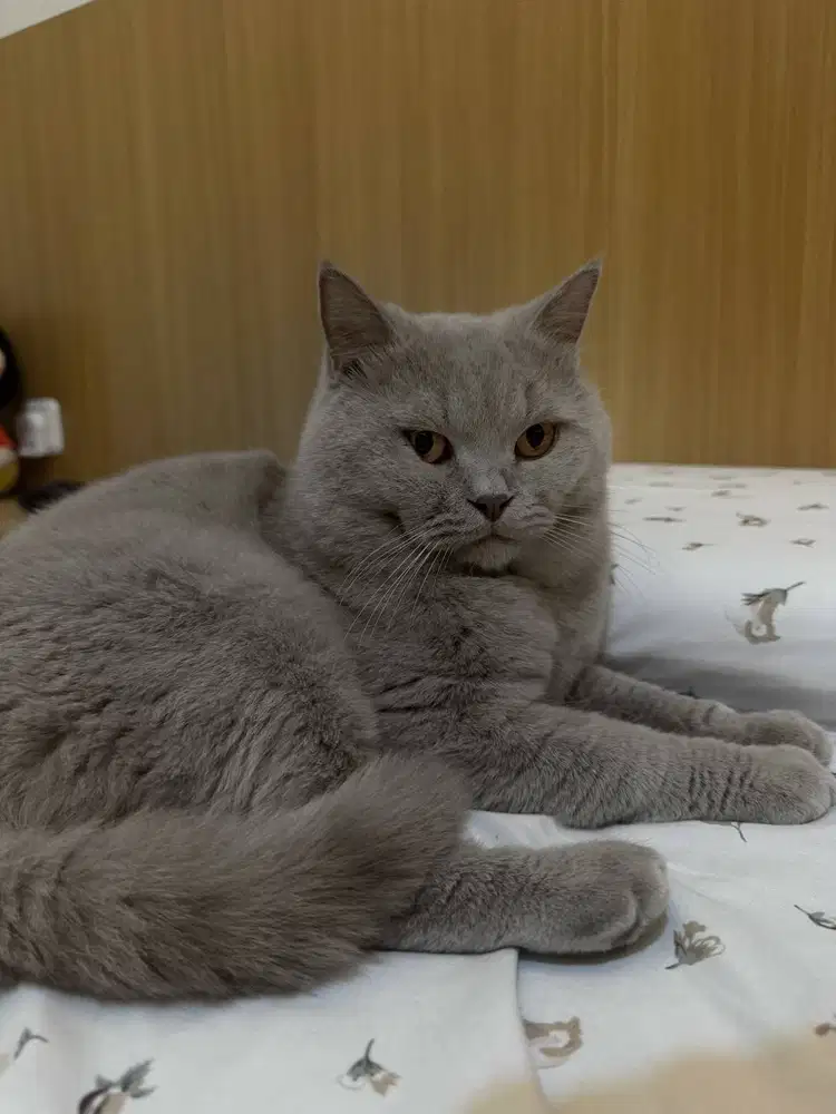 Pacak Kucing British Shorthair BSH