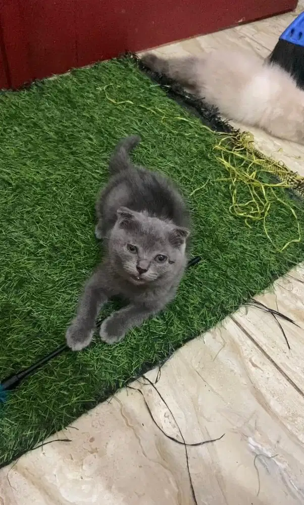 KITTEN BSH (BRITISH SHORT HAIR) x Scottish Fold