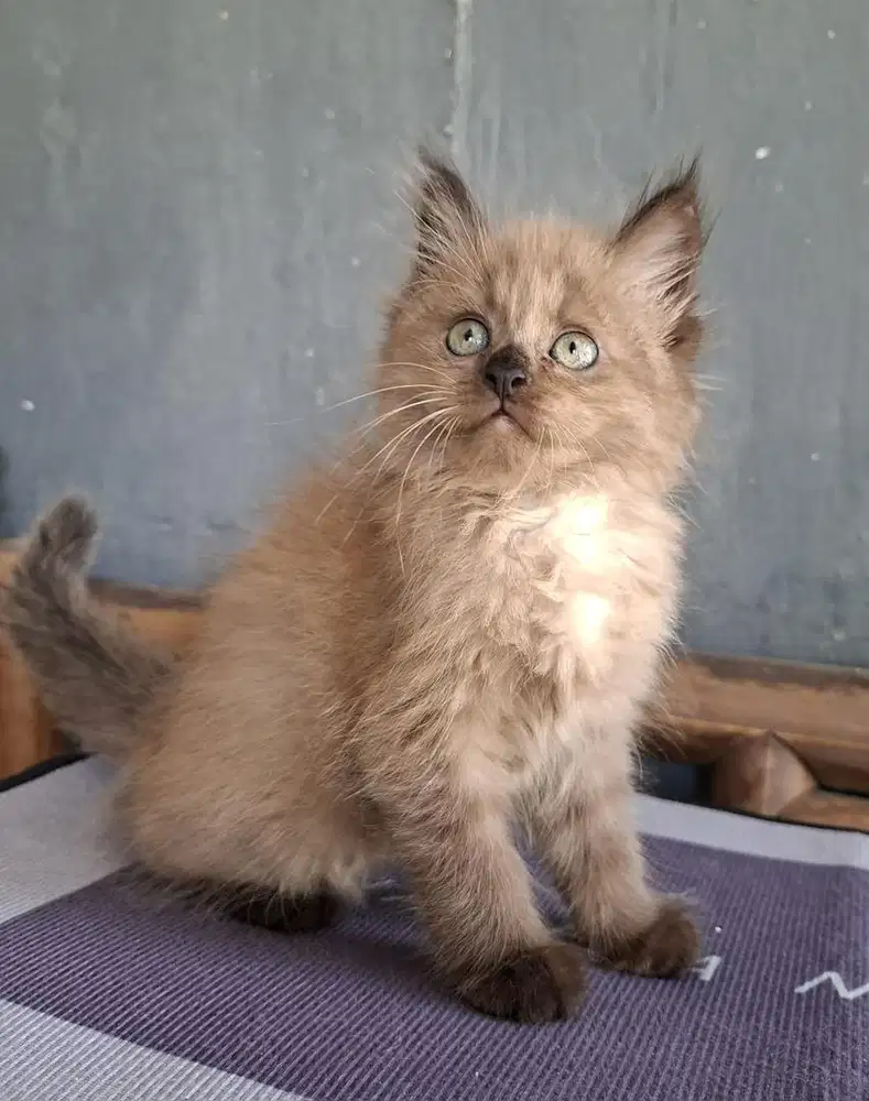 Kitten Persia Himalaya