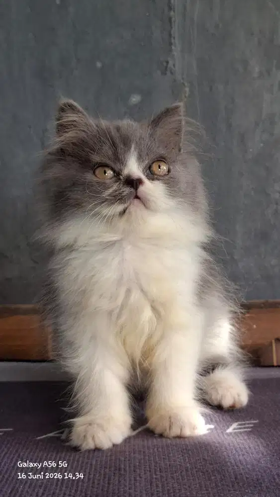 Kitten Persia Abu Putih