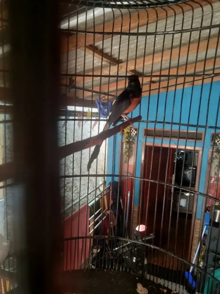 Burung Murai jual butuh fs..