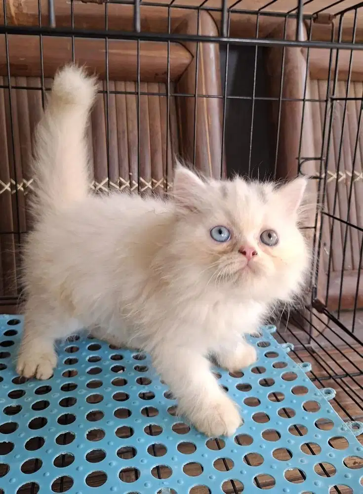 Kitten Perisa Odd Eye