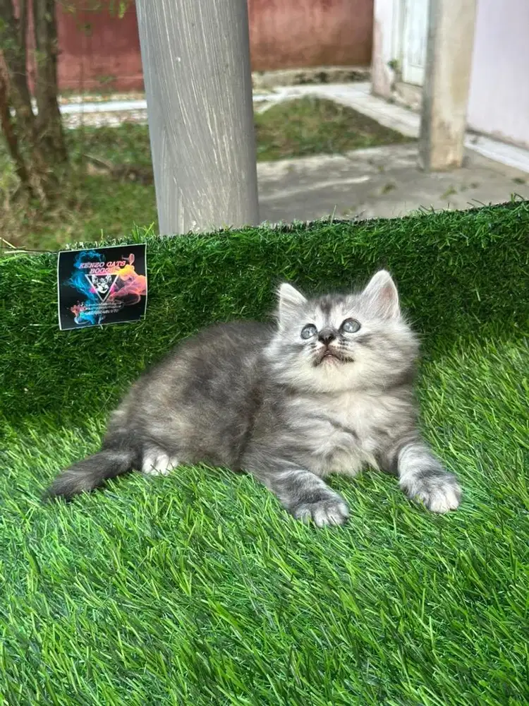 Jual kucing kitten persia flatnose mix american curl