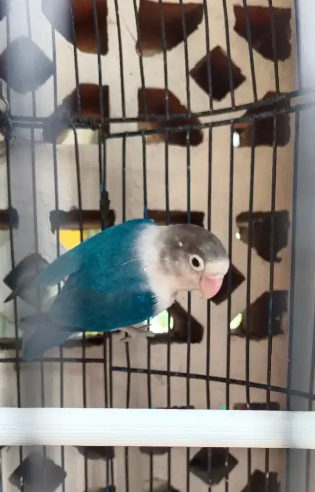 Lovebird Jantan