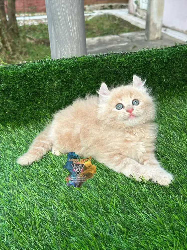 Jual kucing kitten american curl