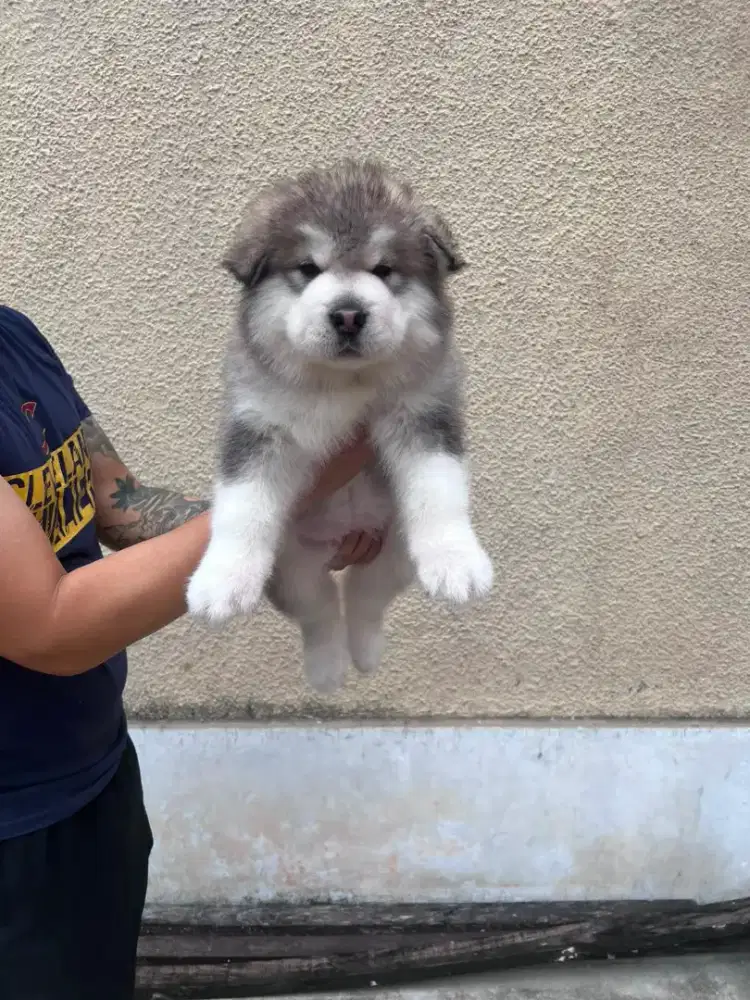 Jual Cepat Giant Alaskan Malamute 1,5 Bulan + BSH 3 thn Bundling NEGO