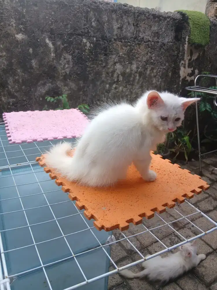 Kitten anakan persia